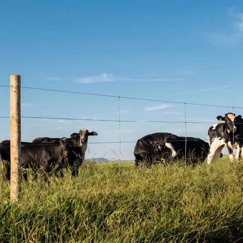 Arame Liso Z700 Belgo® | Arame Ovalado 1000m